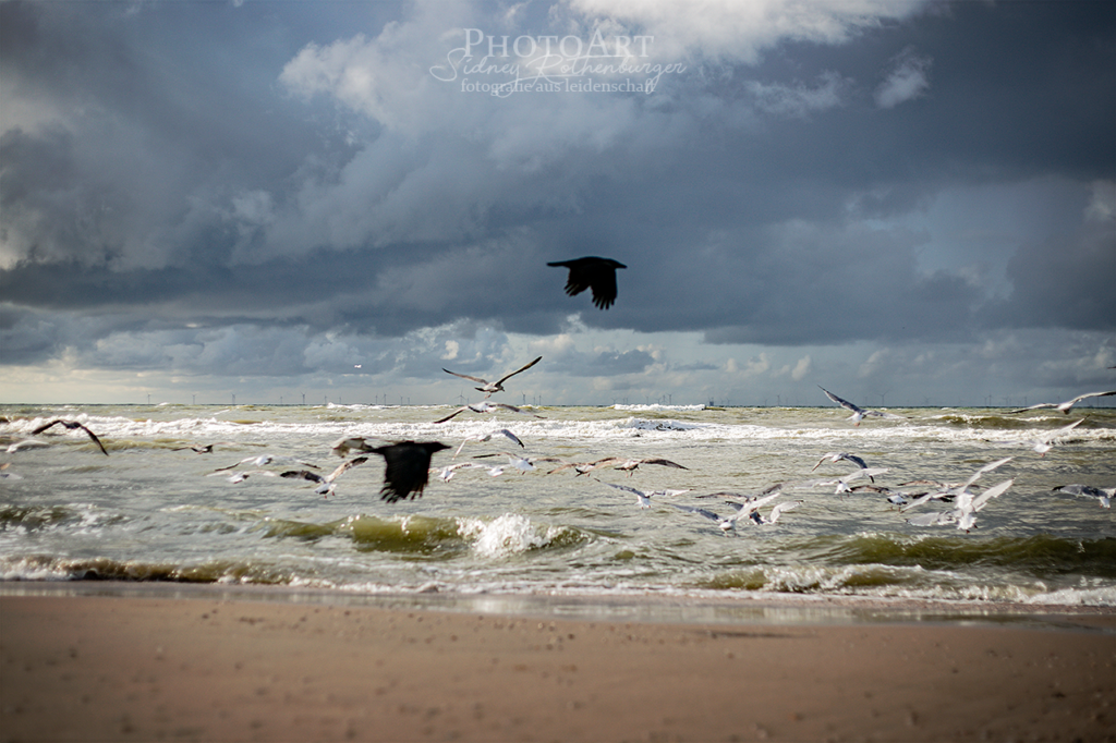 Möwen und Raben, die am Strand von Den Haag über das Wasser fliegen.